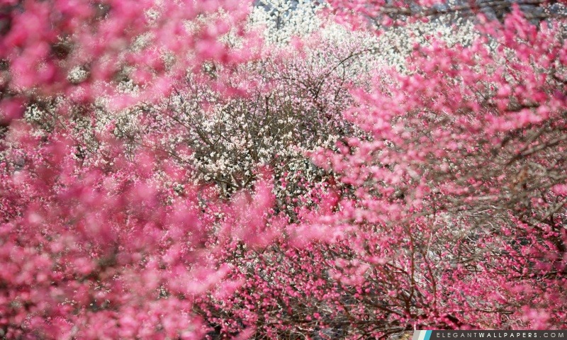 Cherry Blossoms, Japon, Arrière-plans HD à télécharger