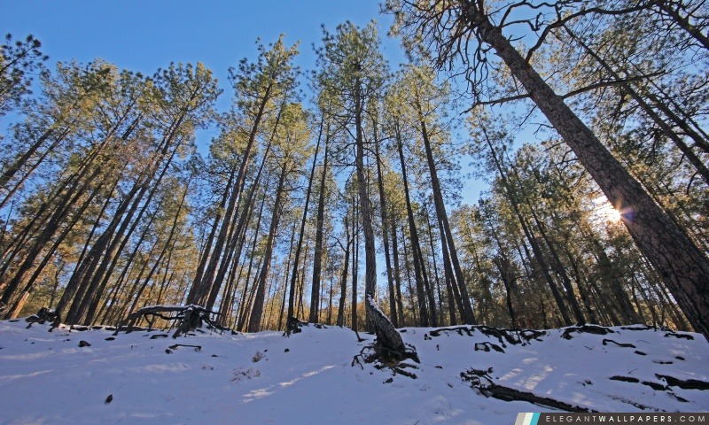 Winter Forest, Arrière-plans HD à télécharger