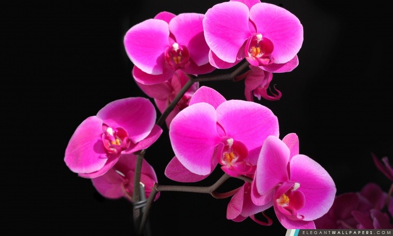 Belle orchidée rose, Arrière-plans HD à télécharger