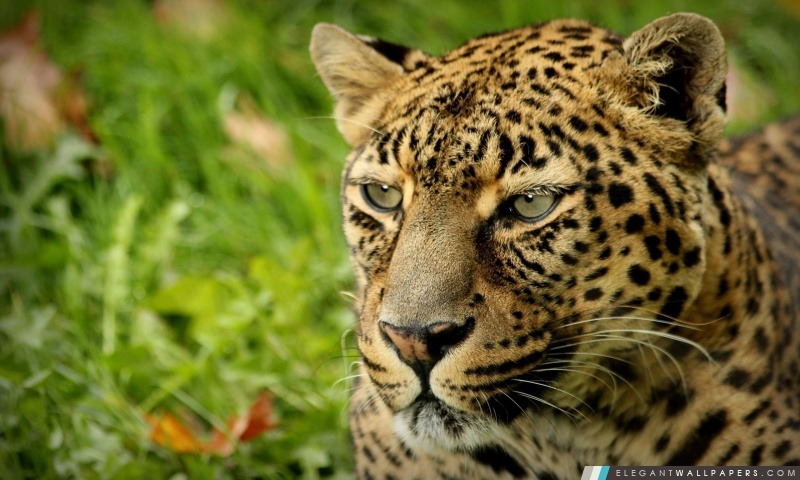 Leopard Rechercher, Arrière-plans HD à télécharger