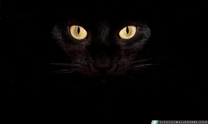 Yeux de chat noir, Arrière-plans HD à télécharger