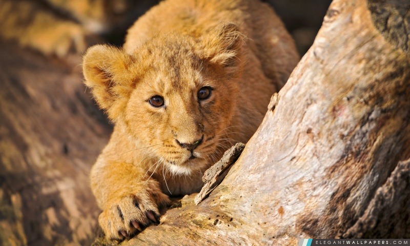 Lion Cub en embuscade, Arrière-plans HD à télécharger