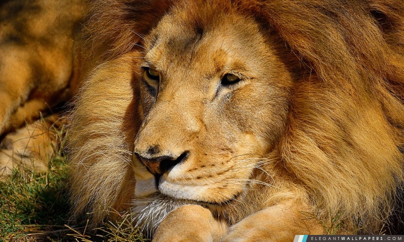 Lion, Arrière-plans HD à télécharger