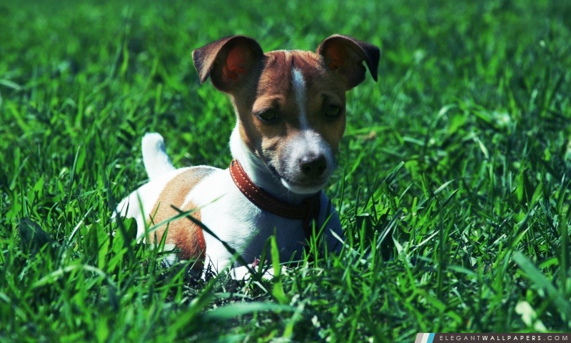 Jack Russell Terrier dans l'herbe, Arrière-plans HD à télécharger