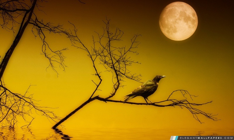 Oiseau Assis Sous La Pleine Lune Fond Décran Hd à - 