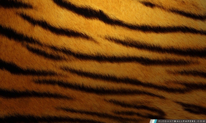 Peau de tigre par K23, Arrière-plans HD à télécharger