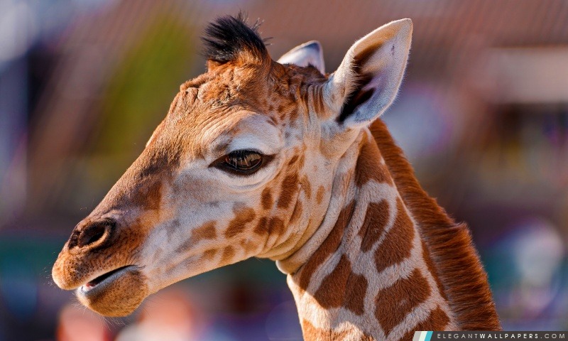 Portrait d'une girafe, Arrière-plans HD à télécharger