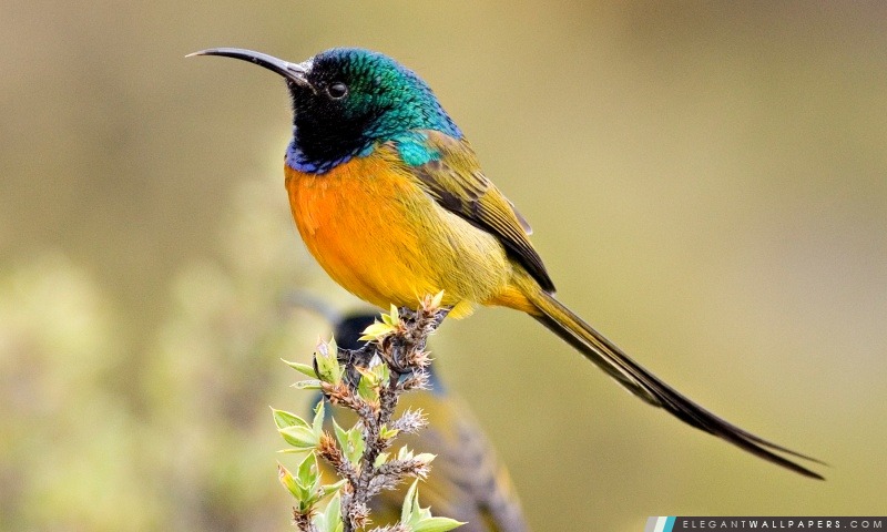 Colorful Bird, Arrière-plans HD à télécharger