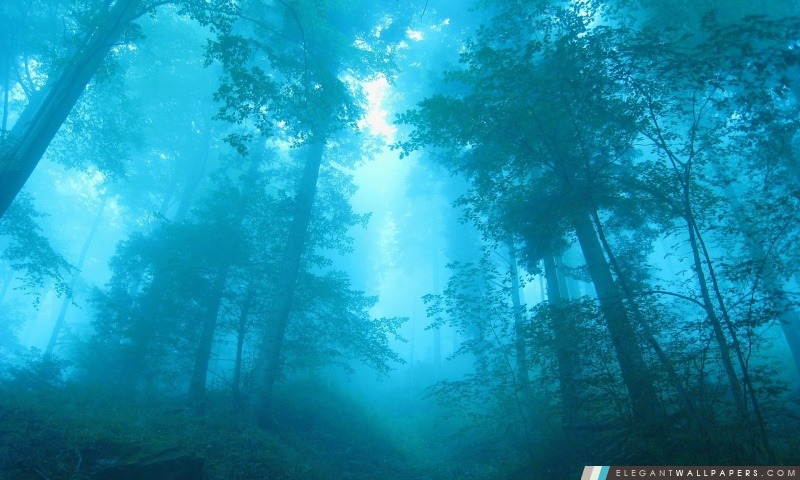 Forêt brumeuse, Arrière-plans HD à télécharger