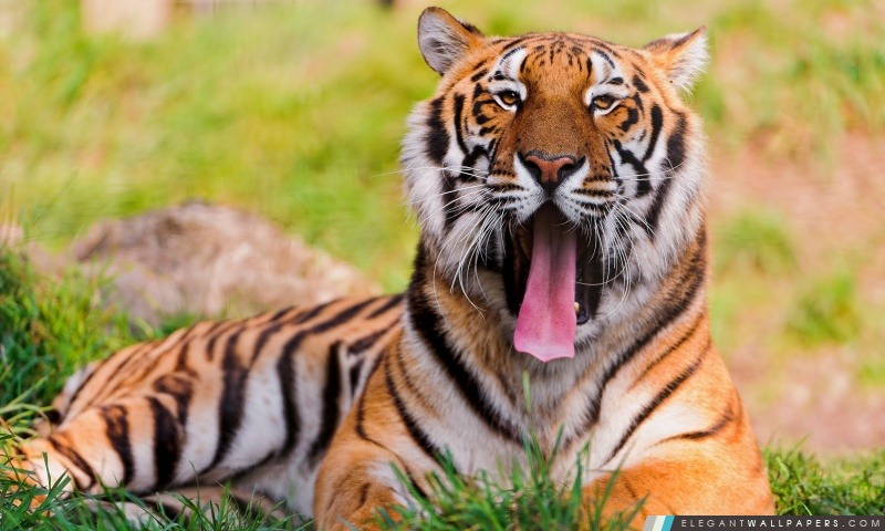 Bengal Tiger couché dans l'herbe et le bâillement, Arrière-plans HD à télécharger