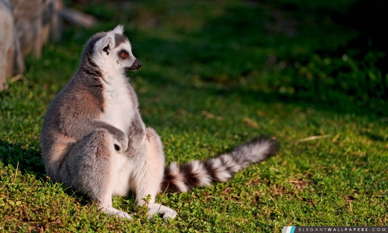 Ring-tailed Lemur, Arrière-plans HD à télécharger