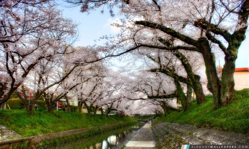 Sous les arbres Sakura, Arrière-plans HD à télécharger