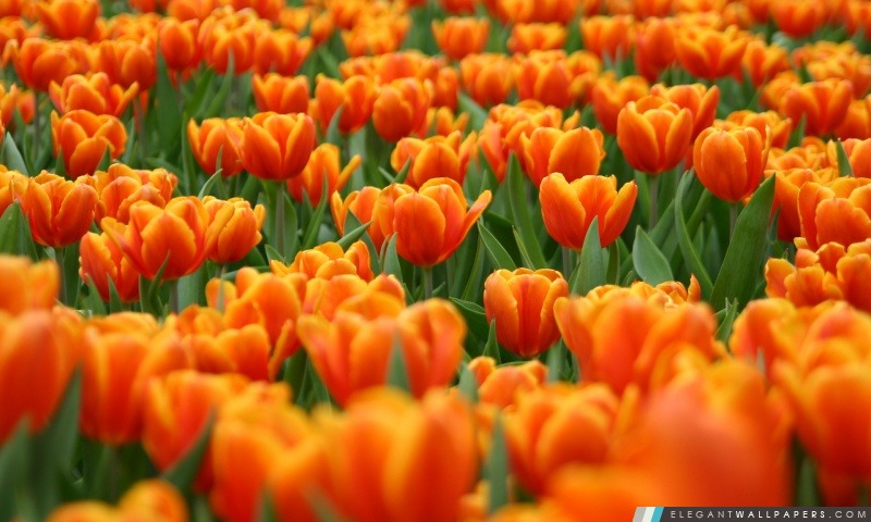 Tulipes oranges Fleurs de printemps, Arrière-plans HD à télécharger