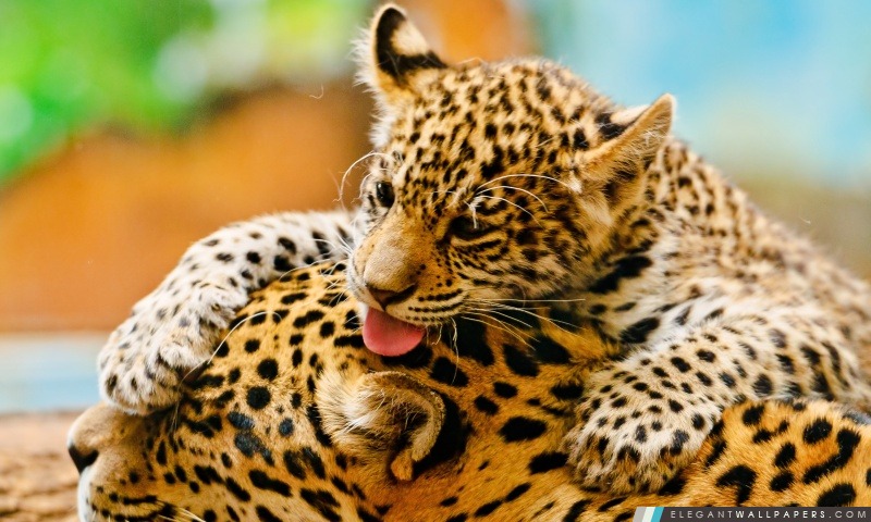 Jaguar Cub Et Mère, Arrière-plans HD à télécharger