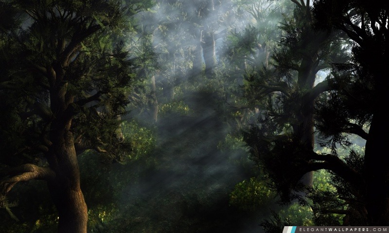 3D des forêts, Arrière-plans HD à télécharger
