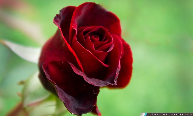 Doux Rose Rouge, Arrière-plans HD à télécharger