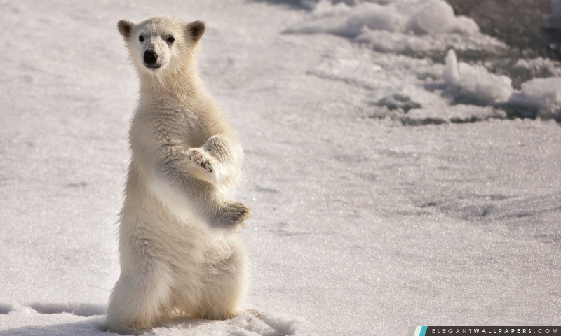 Un ours polaire Jeune, Arrière-plans HD à télécharger