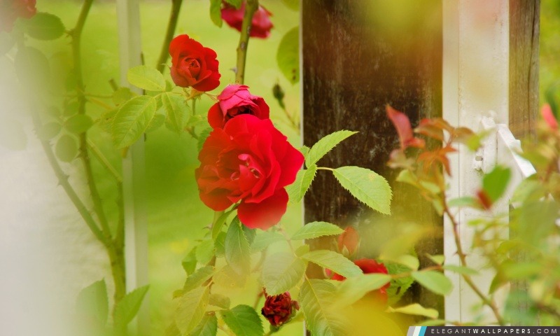 Red Roses Rosarium Utrecht, Arrière-plans HD à télécharger