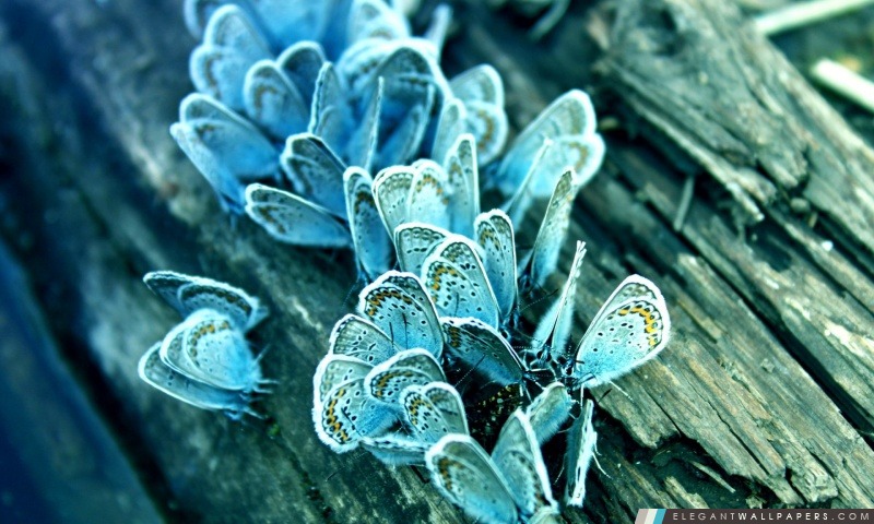 Papillons bleus, Arrière-plans HD à télécharger