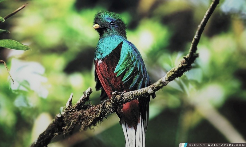 Quetzal Oiseau, Arrière-plans HD à télécharger