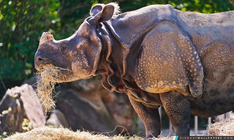 Rhino mangeant l'herbe, Arrière-plans HD à télécharger