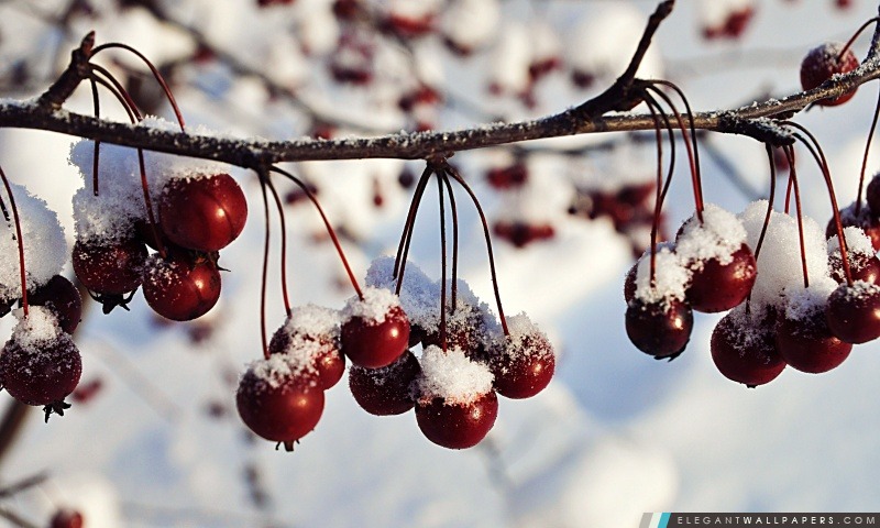 Frozen Fruits Rouges, hiver, Arrière-plans HD à télécharger