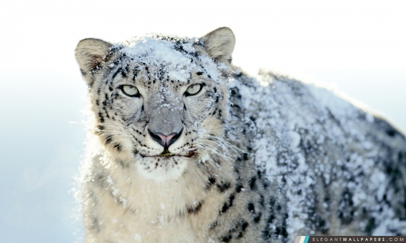 Snow Leopard, Arrière-plans HD à télécharger
