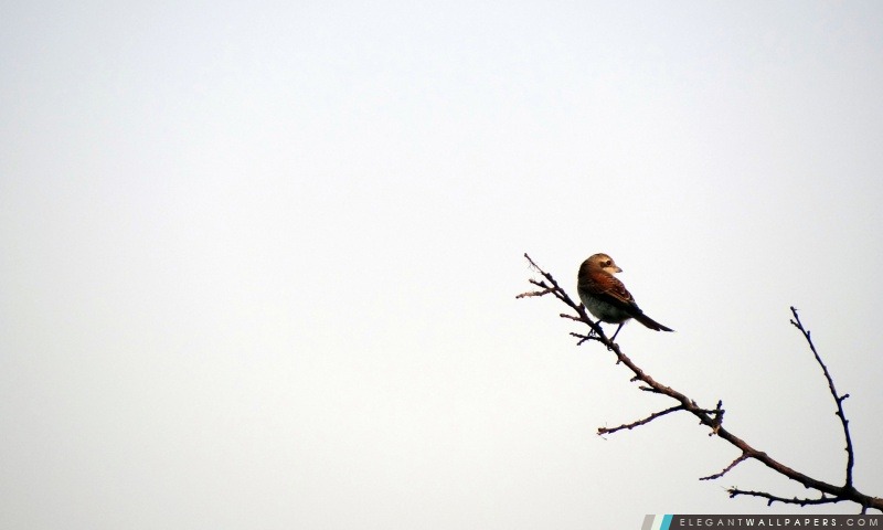 Bird – Iran – Hamadan – Razan – poshtejin@mostafa.sh, Arrière-plans HD à télécharger