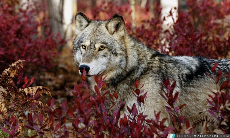 Wolf, automne, Arrière-plans HD à télécharger