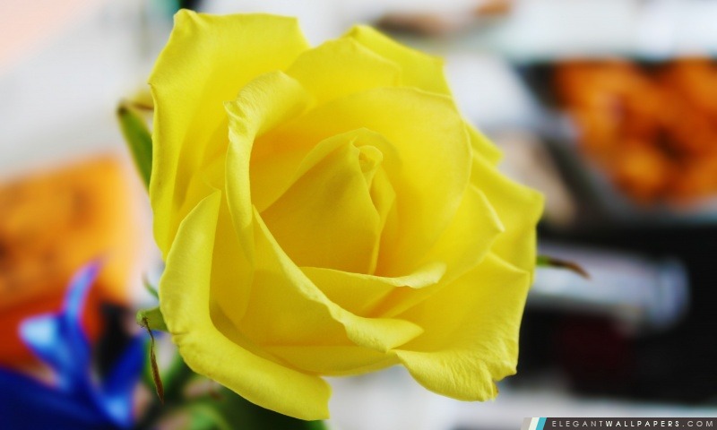 Rose jaune, Arrière-plans HD à télécharger