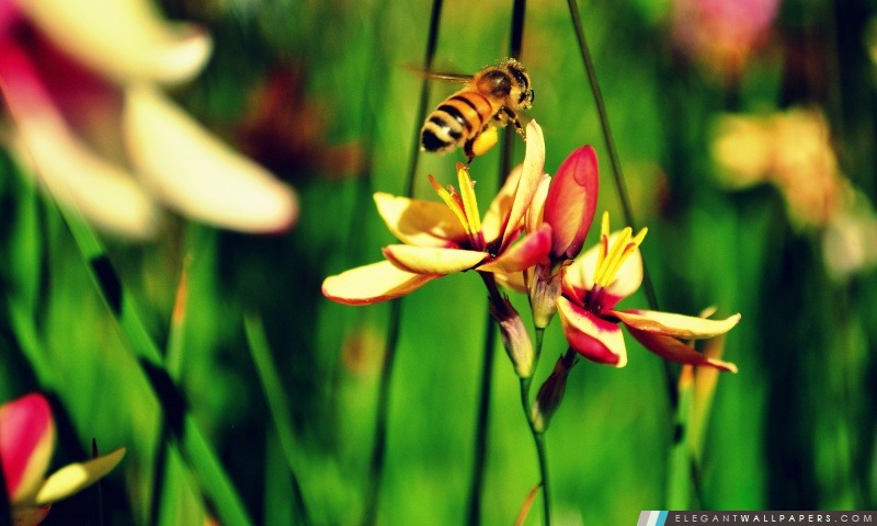 Les abeilles et les fleurs, Arrière-plans HD à télécharger