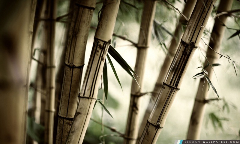 Tiges de bambou, Arrière-plans HD à télécharger