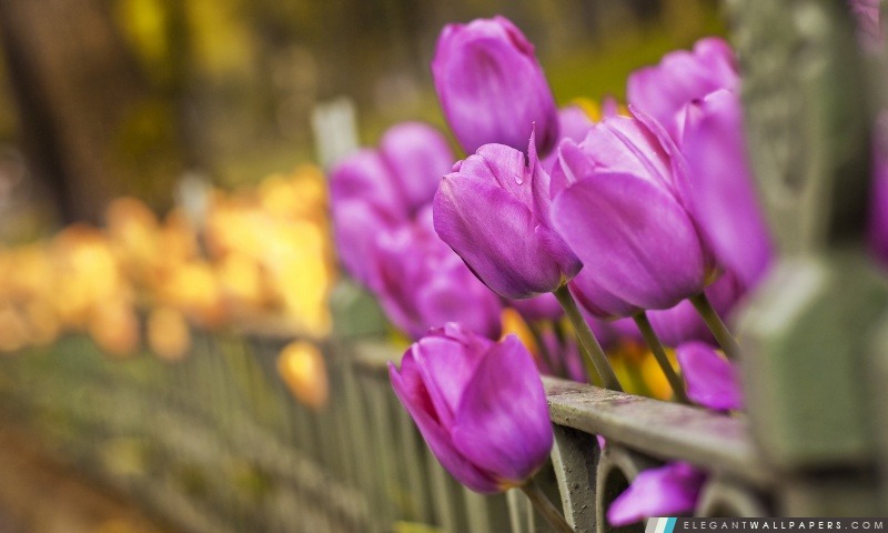 Pourpre et jaune de tulipes, Arrière-plans HD à télécharger