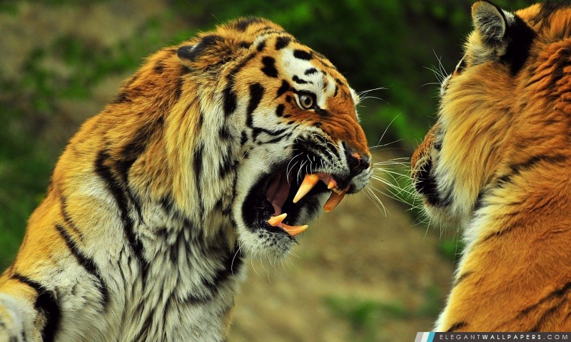 Tigers Roaring, Arrière-plans HD à télécharger