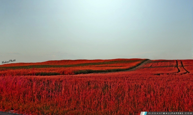 Red Meadow, Arrière-plans HD à télécharger