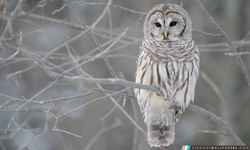 White Owl, Arrière-plans HD à télécharger