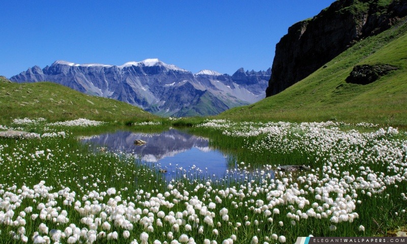 Fleurs blanches de la montagne, Arrière-plans HD à télécharger
