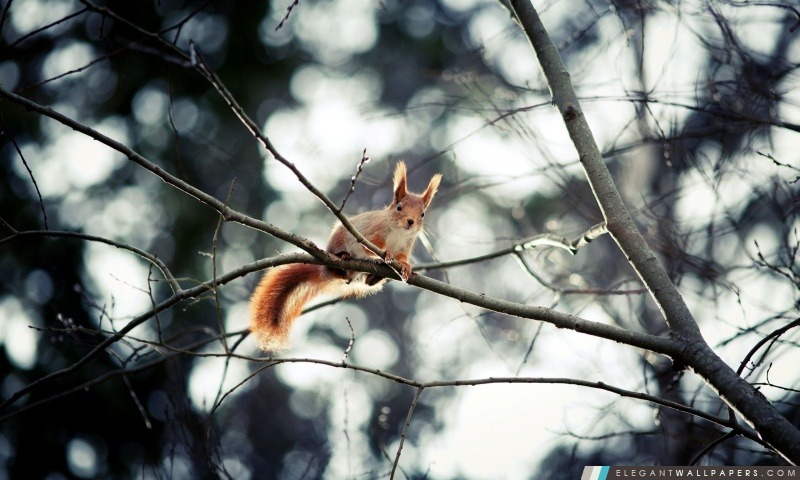 Red Squirrel dans l'arbre, Arrière-plans HD à télécharger