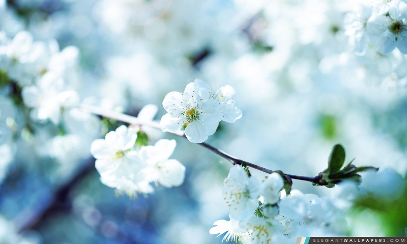 Blanc cerise de fleurs de prune, Arrière-plans HD à télécharger
