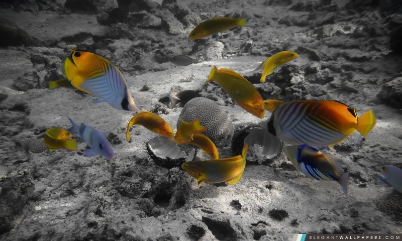 Rarotonga sous-marine, Arrière-plans HD à télécharger
