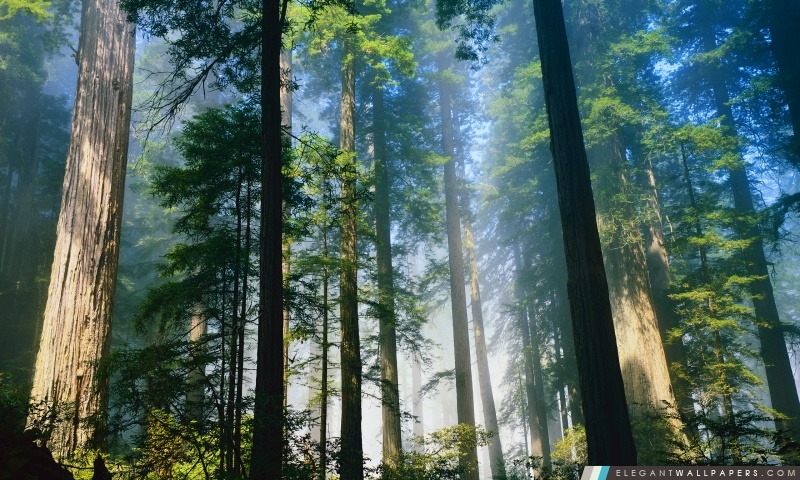 Séquoia, Arrière-plans HD à télécharger