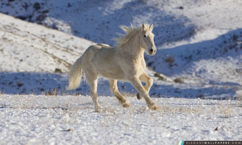 White Horse, Arrière-plans HD à télécharger