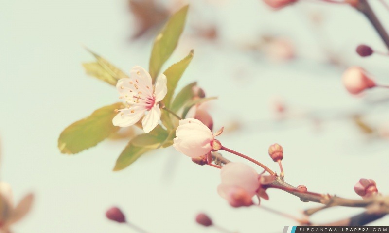 Fleurs de cerisier bourgeons, Arrière-plans HD à télécharger