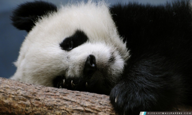 Panda de sommeil, Arrière-plans HD à télécharger
