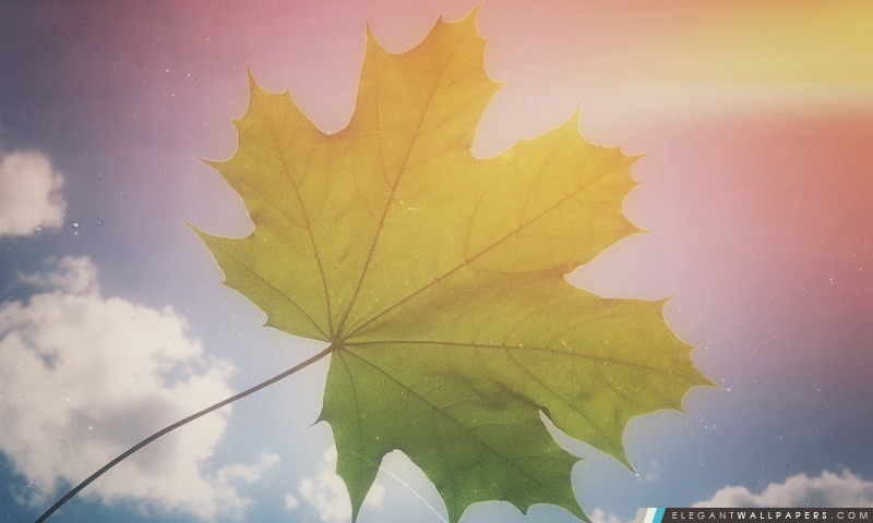 Maple Leaf, Arrière-plans HD à télécharger