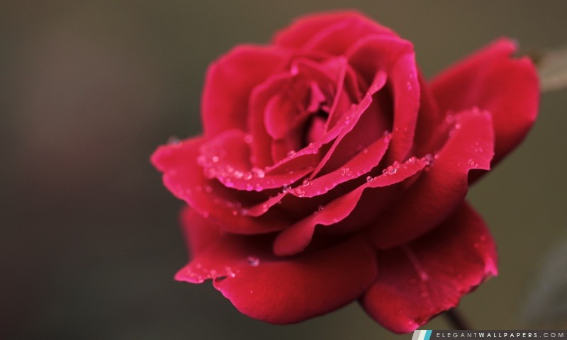 Macro fleur de rose rouge, Arrière-plans HD à télécharger