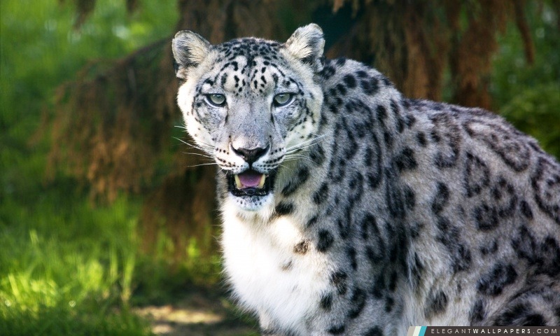 Snow Leopard animal sauvage, Arrière-plans HD à télécharger