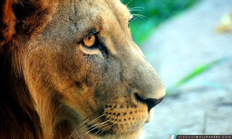 Portrait Lion Side, Arrière-plans HD à télécharger