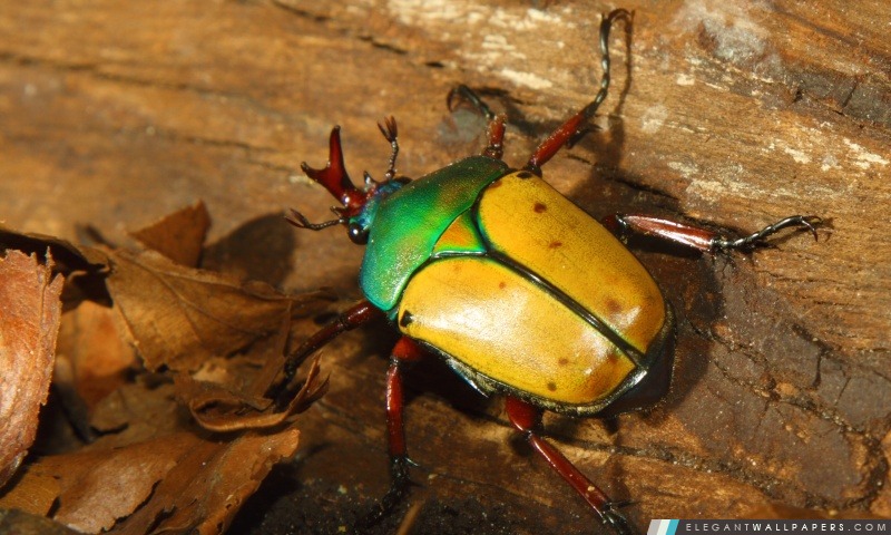 Colorful Beetle, Arrière-plans HD à télécharger