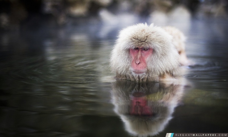 Macaques japonais, Nagano, Japon, Arrière-plans HD à télécharger